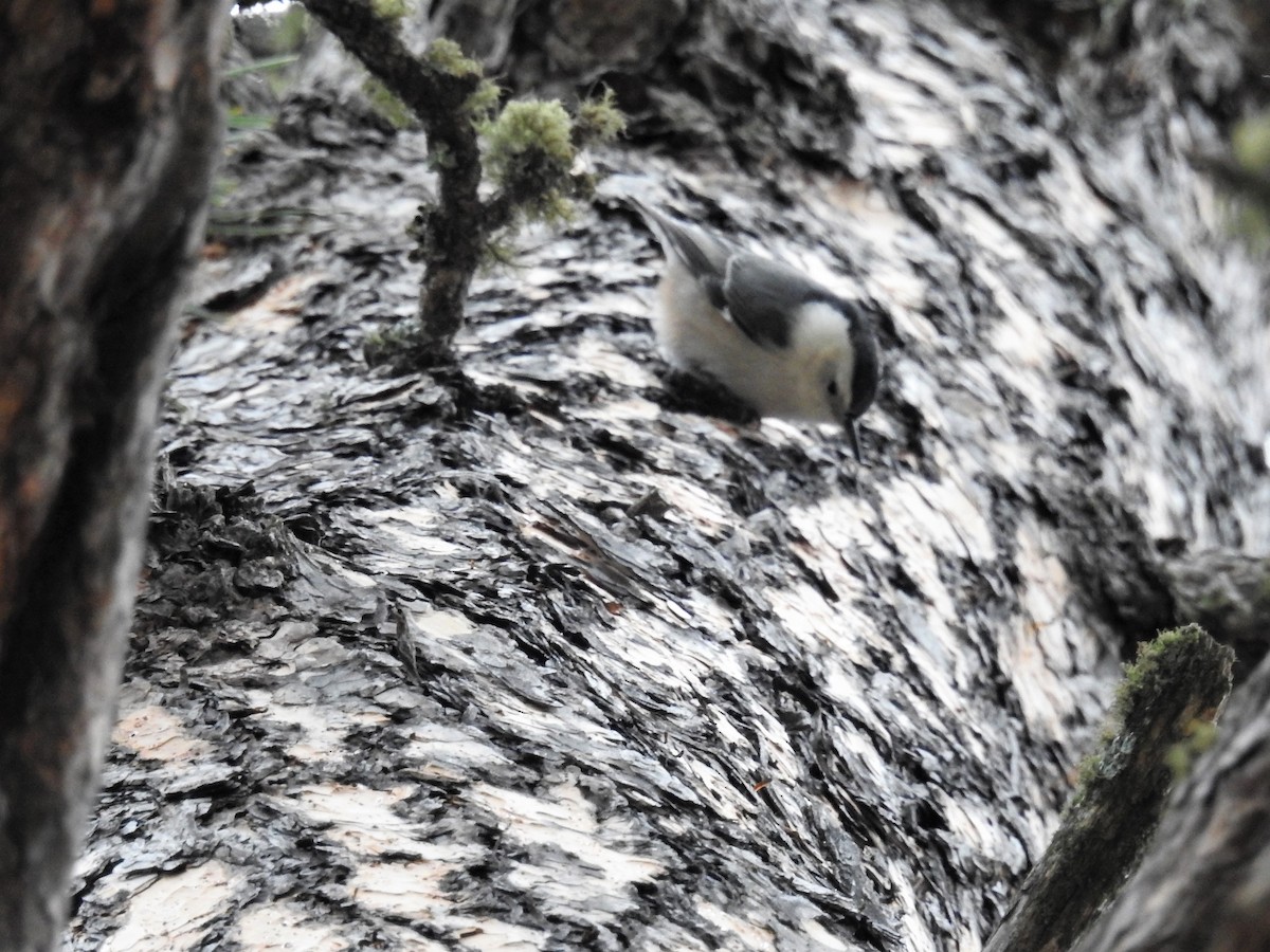 White-breasted Nuthatch - ML187116771