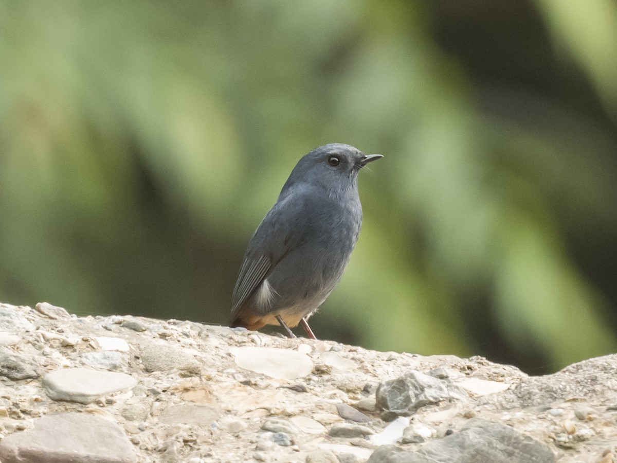 Plumbeous Redstart - ML187116821