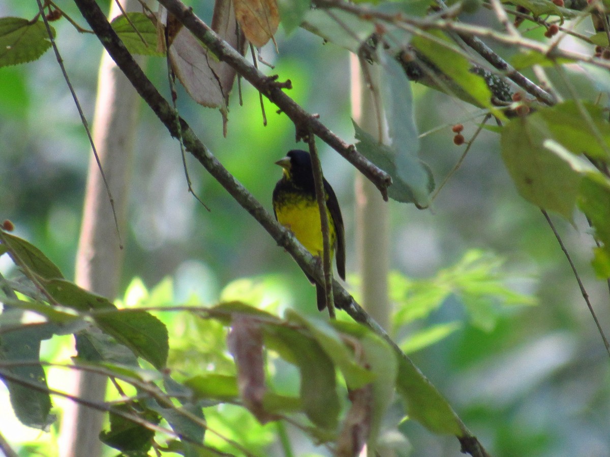 Yellow-bellied Siskin - ML187118131