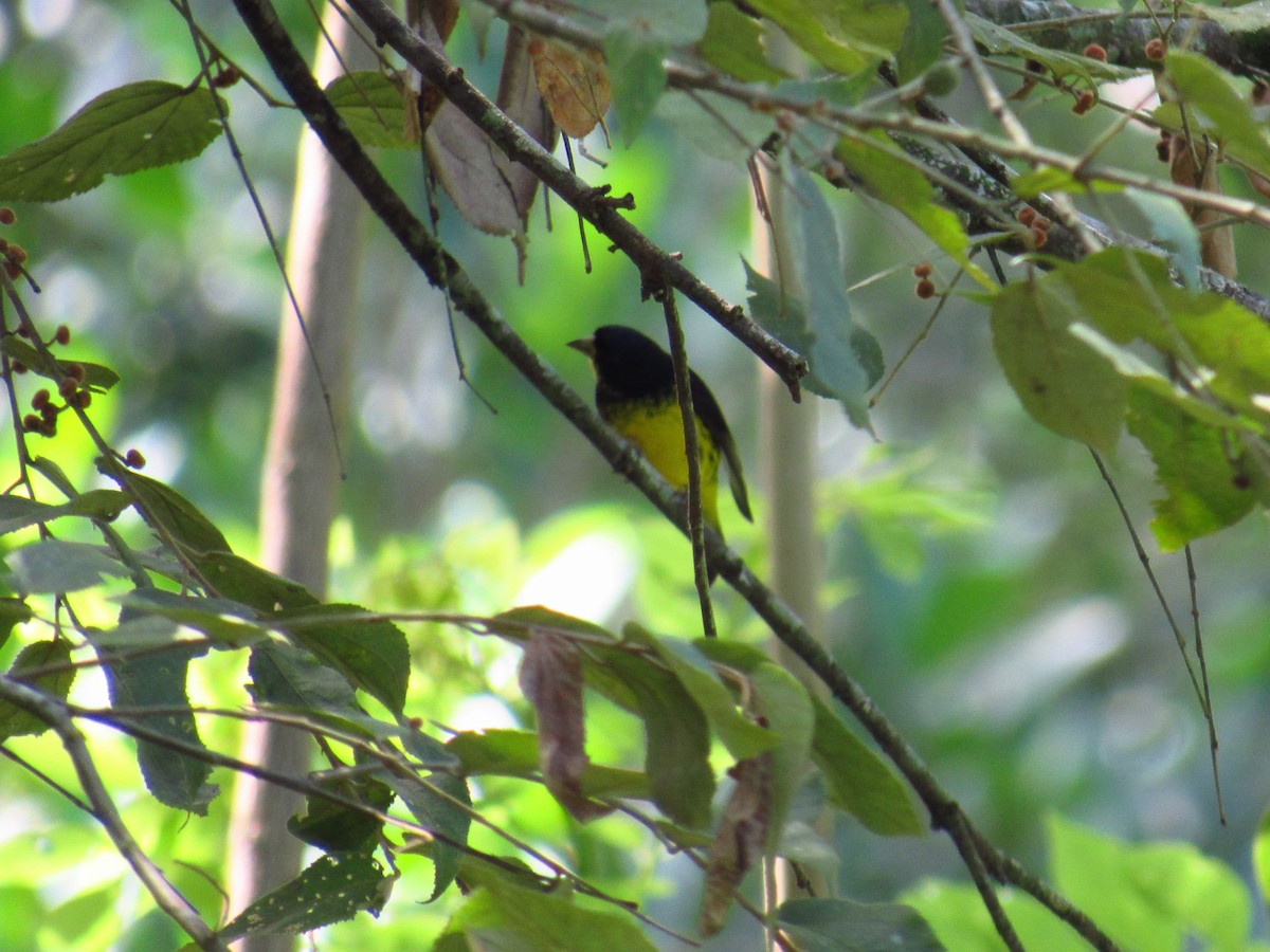 Yellow-bellied Siskin - ML187118141
