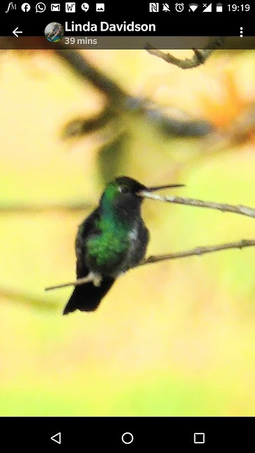 Blue-tailed Emerald - Neil Davidson