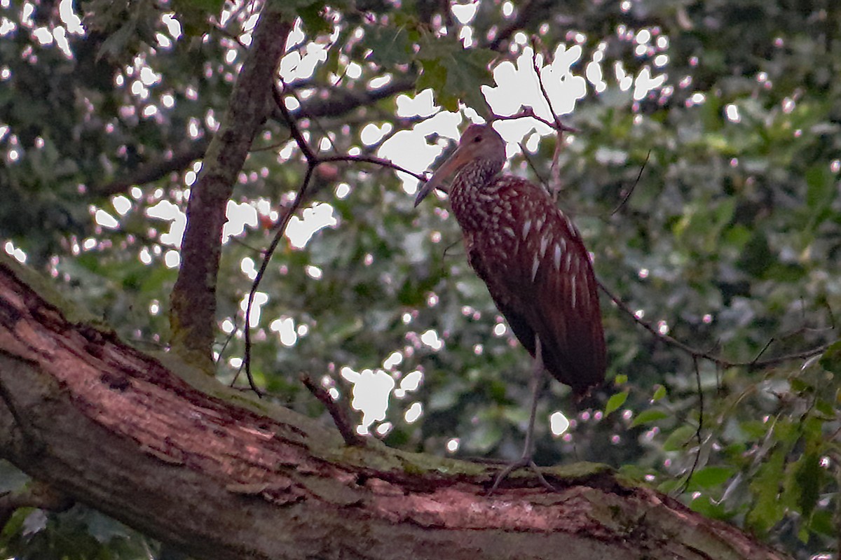 Limpkin - ML187119091