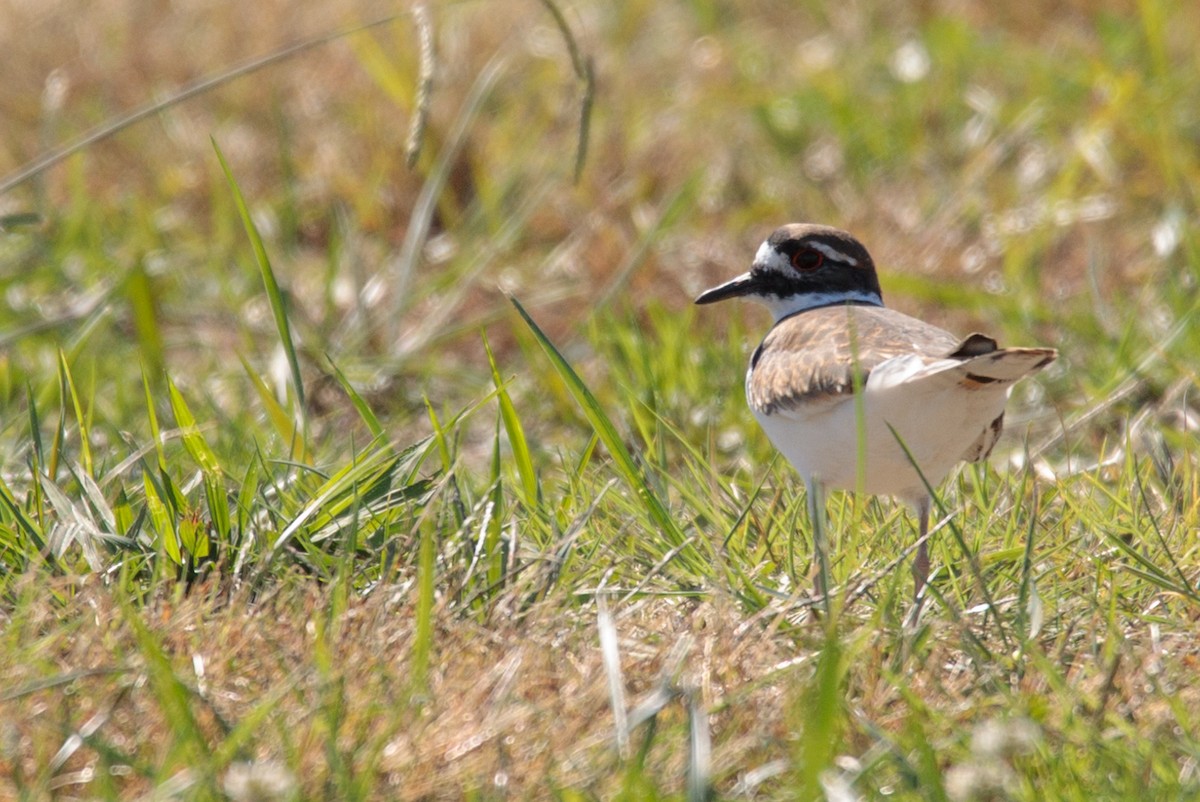 Killdeer - ML187119271