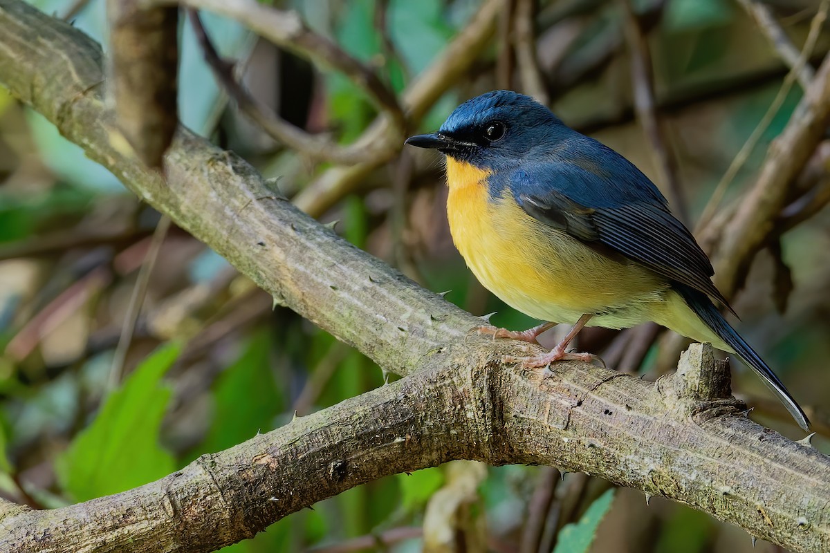 Hill Blue Flycatcher - ML187119281