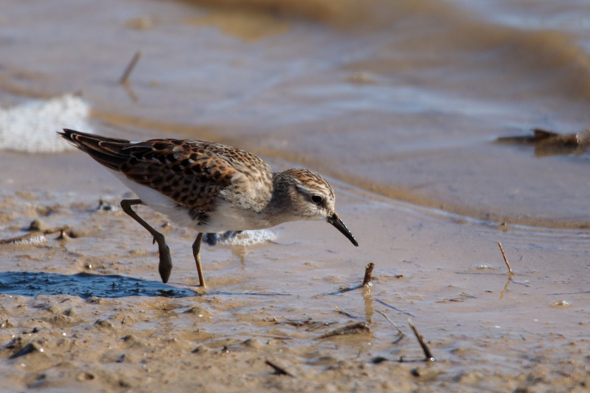 Least Sandpiper - ML187119341