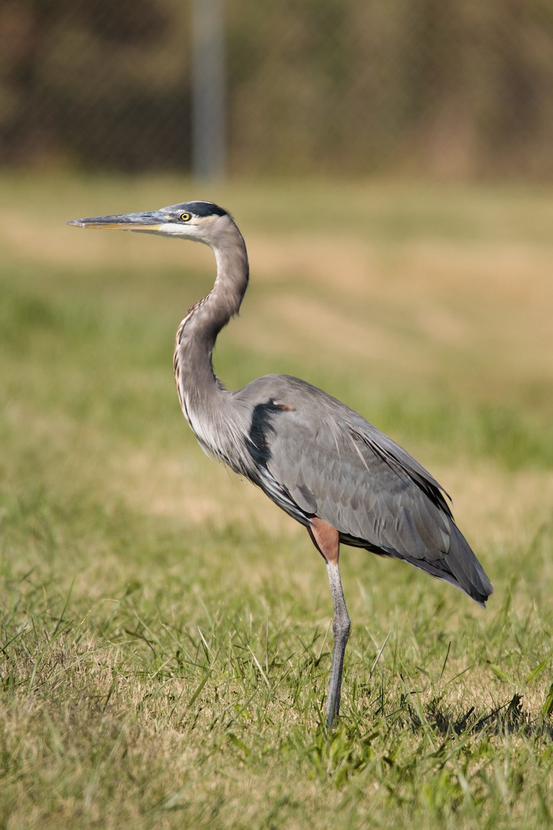 Great Blue Heron - ML187119431