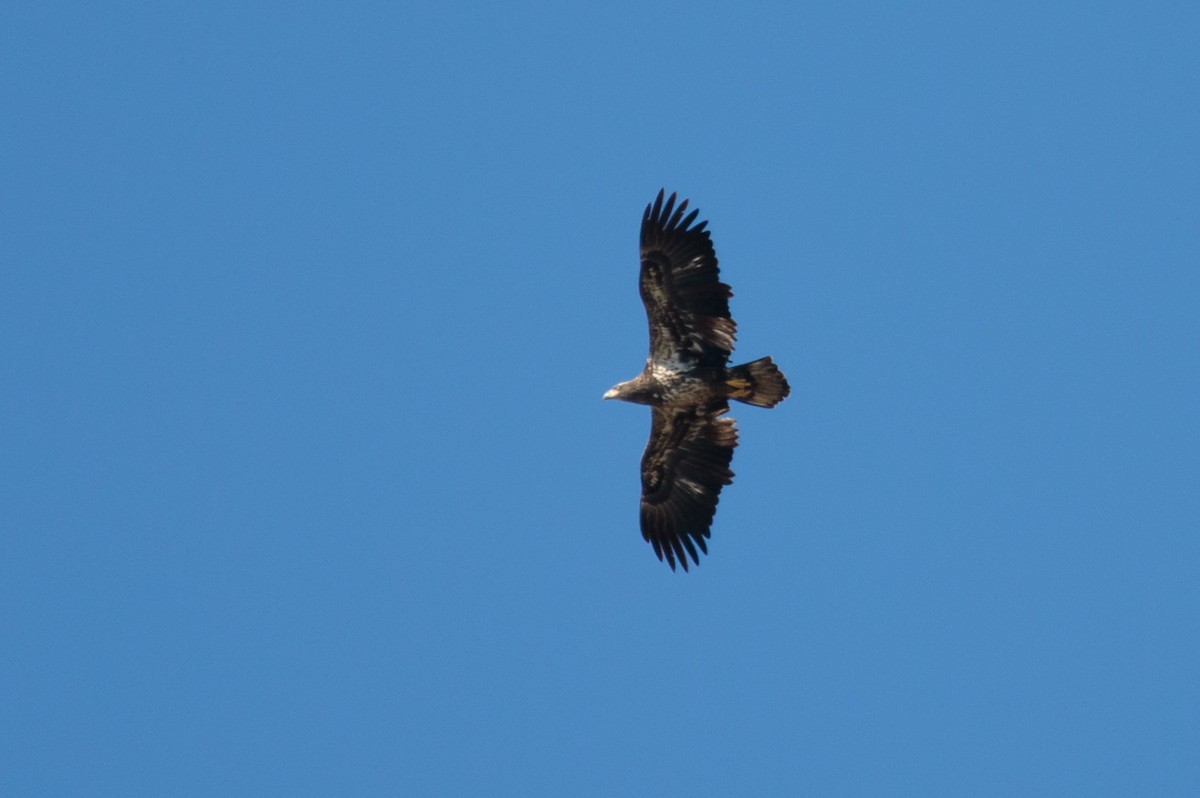 Bald Eagle - ML187119461