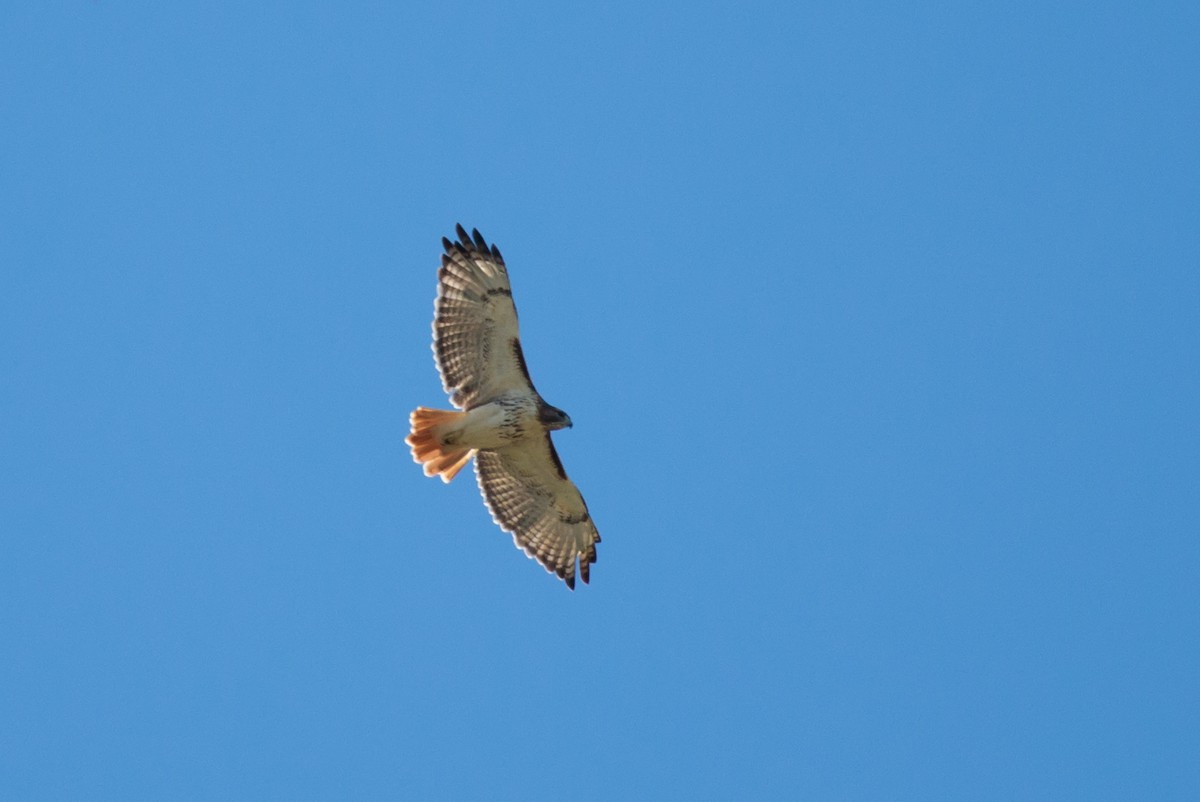 Red-tailed Hawk - ML187119491