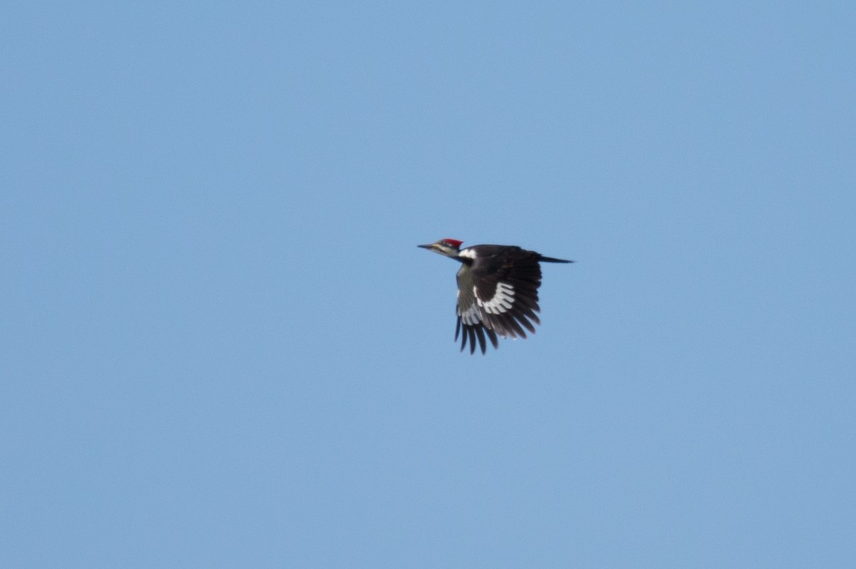 Pileated Woodpecker - ML187119521