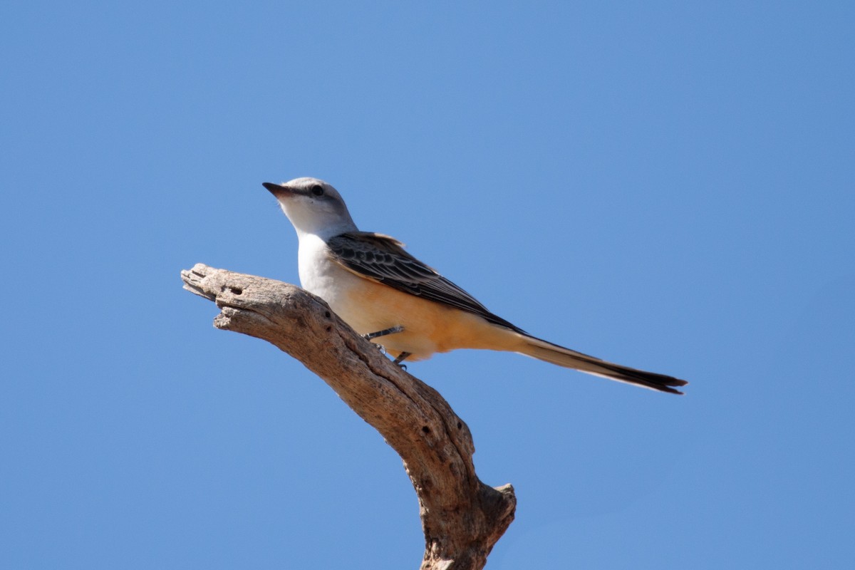 Scissor-tailed Flycatcher - ML187119611