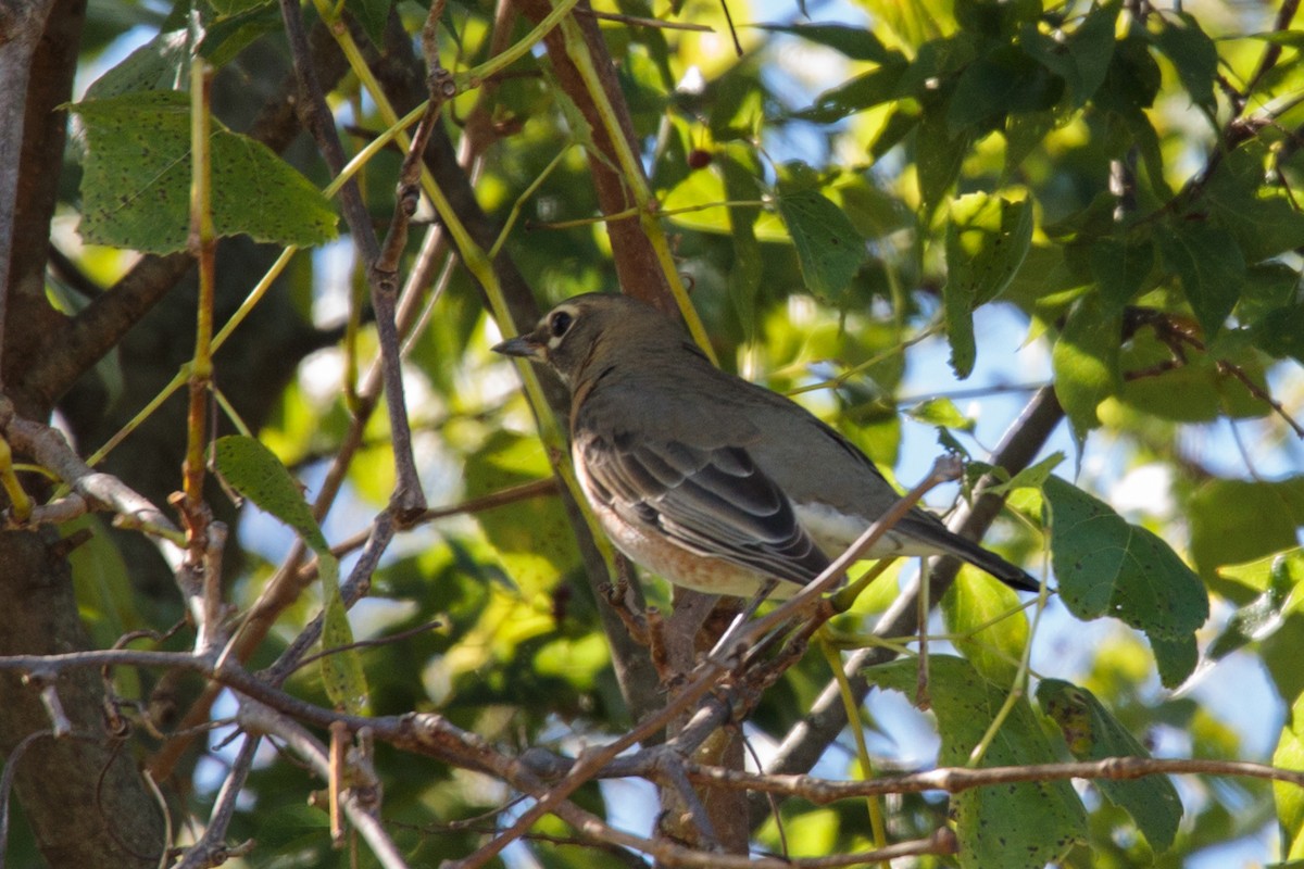 American Robin - ML187119661