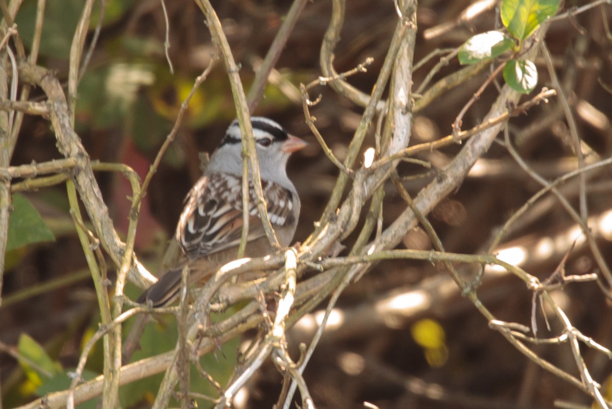 White-crowned Sparrow - ML187119671