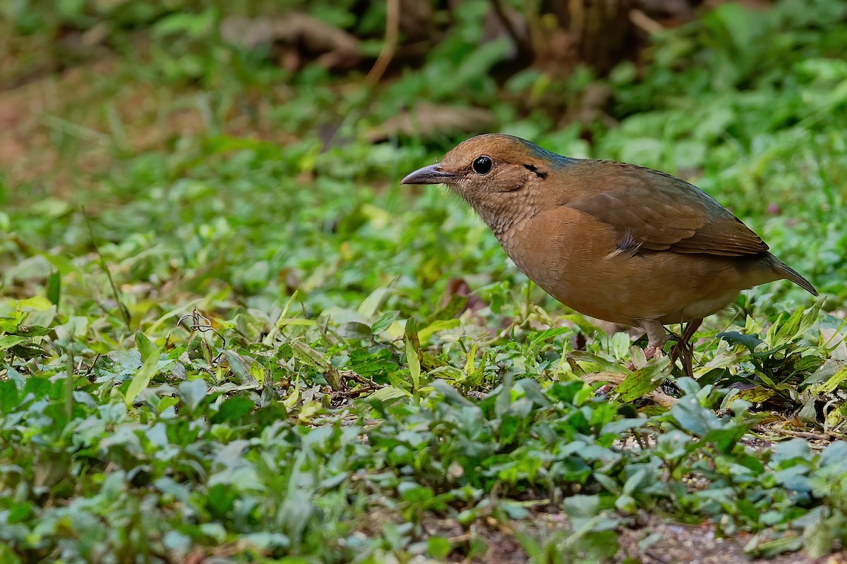 Blue-naped Pitta - Vincent Wang
