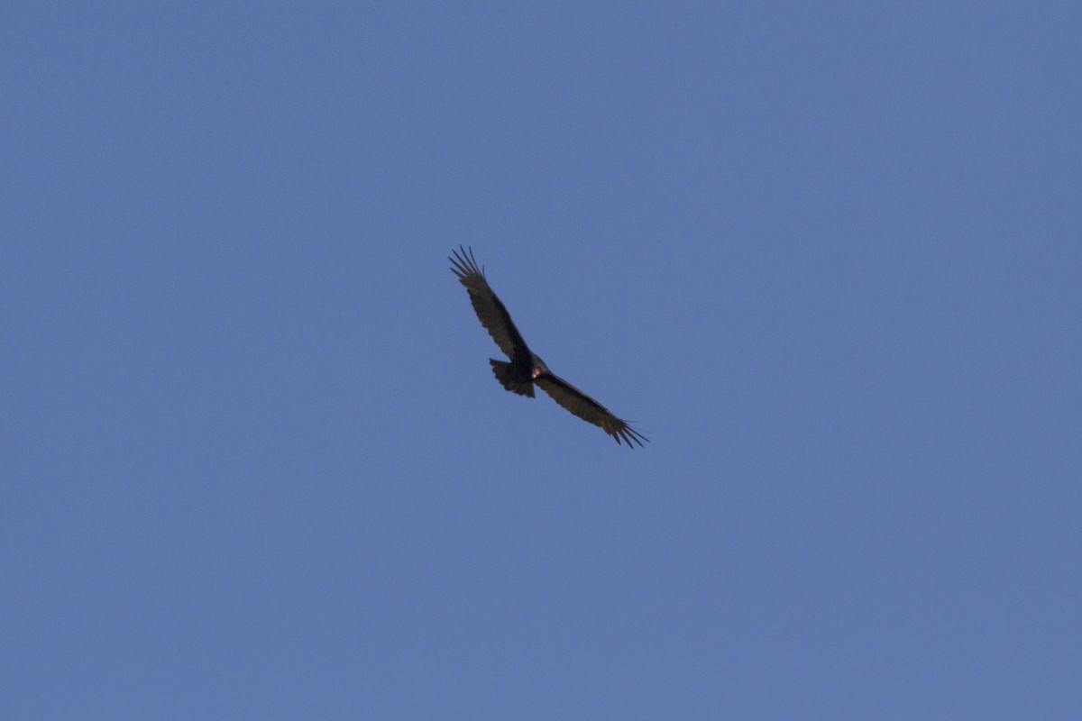 Turkey Vulture - ML187119971