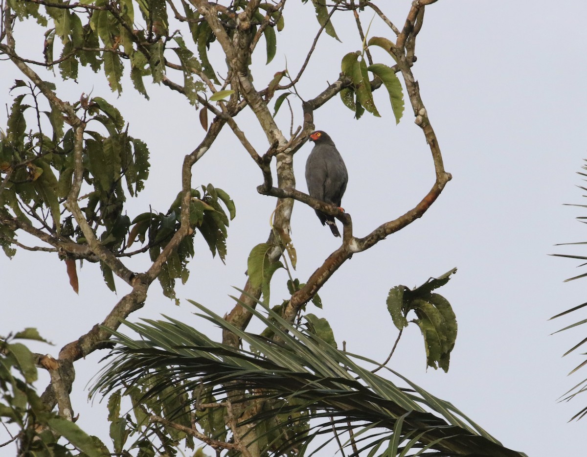 Slate-colored Hawk - sarah Boucas-Neto