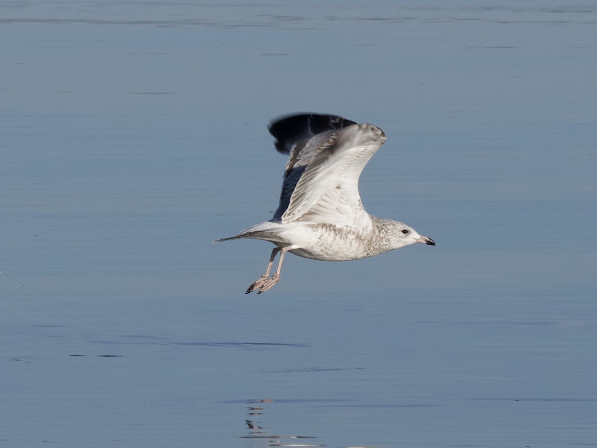 Ring-billed Gull - ML187121371