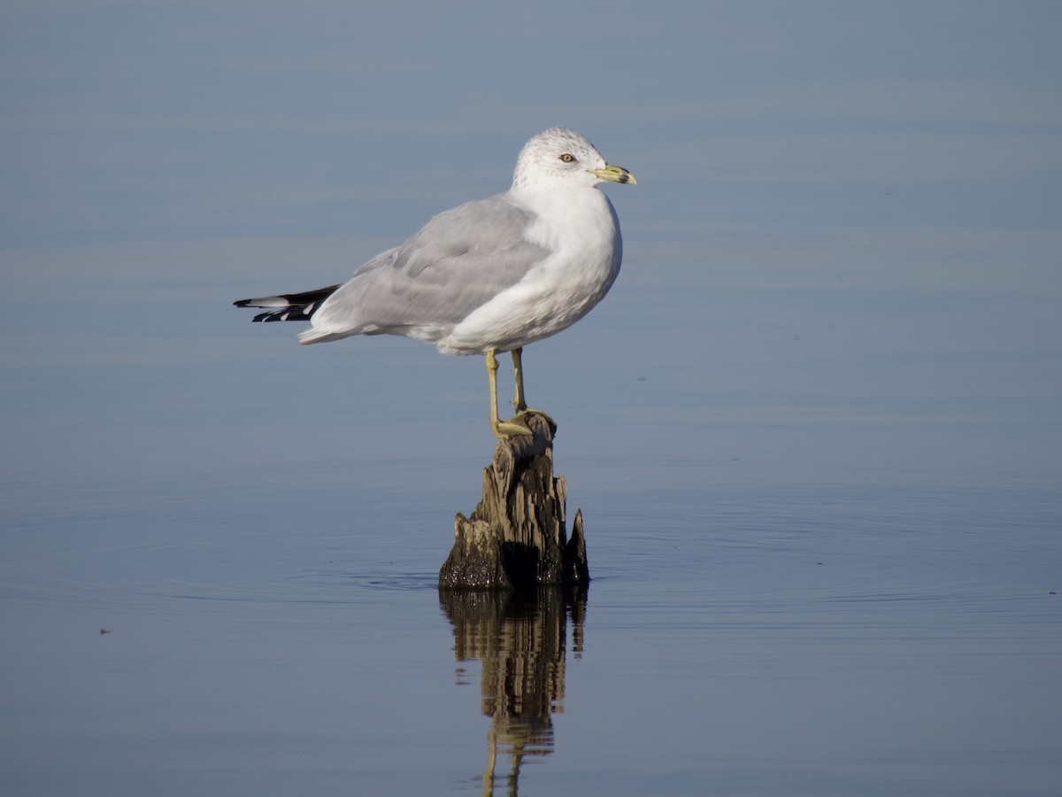 Ring-billed Gull - Andrew Bell