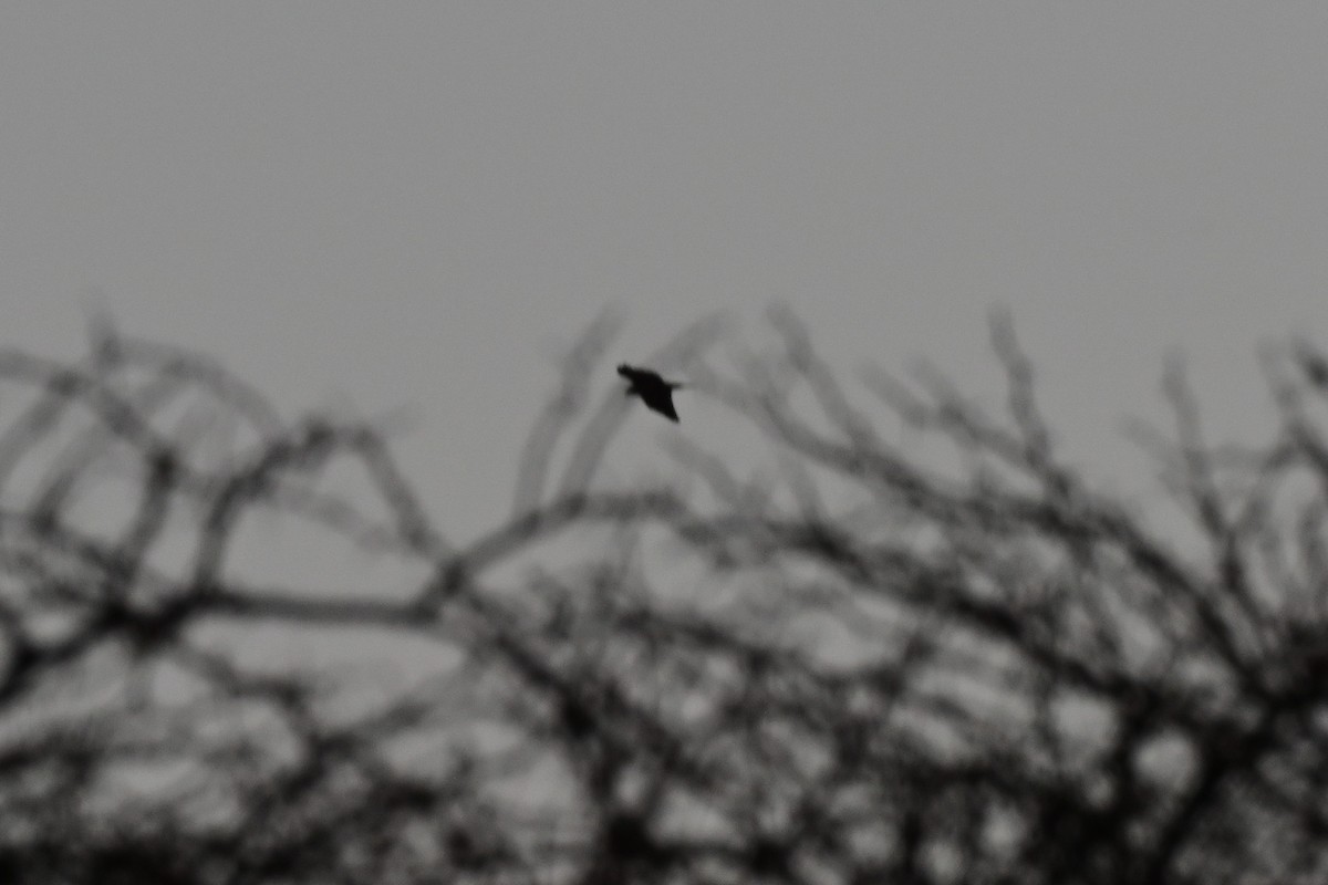 Black Kite (Yellow-billed) - ML187122821