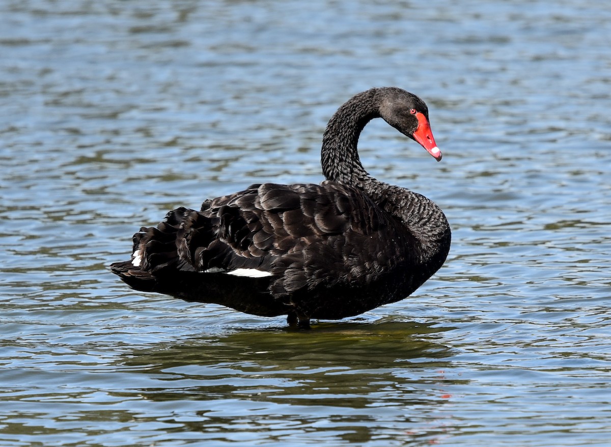 Black Swan - Bruce Wedderburn