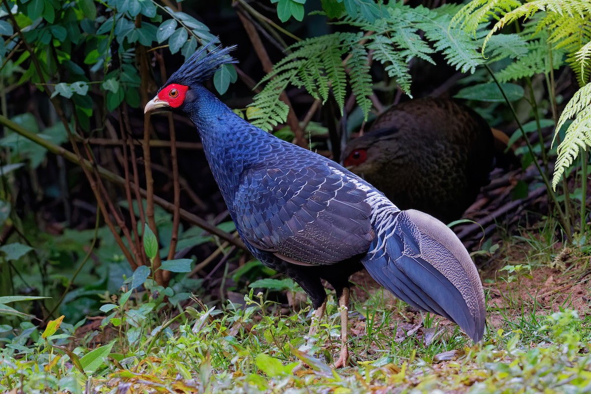 Kalij Pheasant - ML187126021