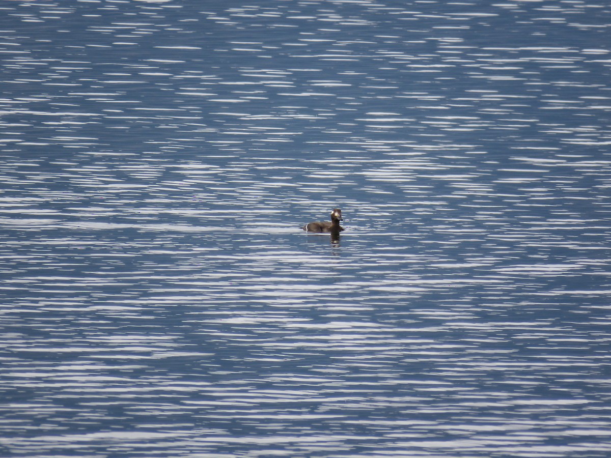 White-winged Scoter - ML187126151