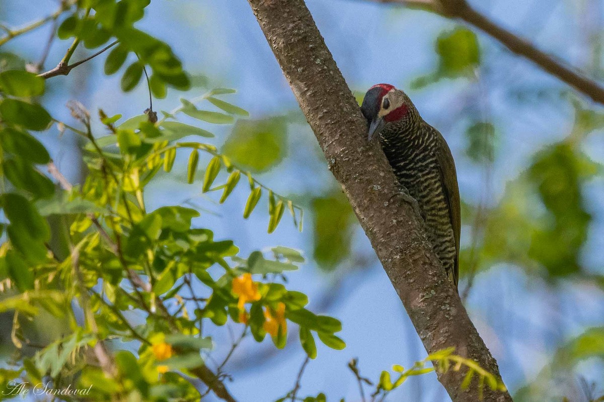 Golden-olive Woodpecker - ML187126591