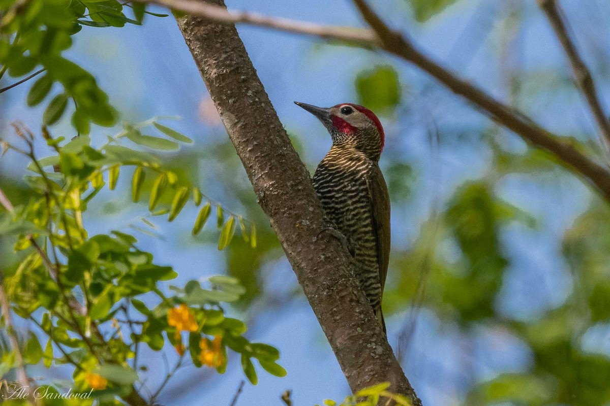 Golden-olive Woodpecker - ML187126631