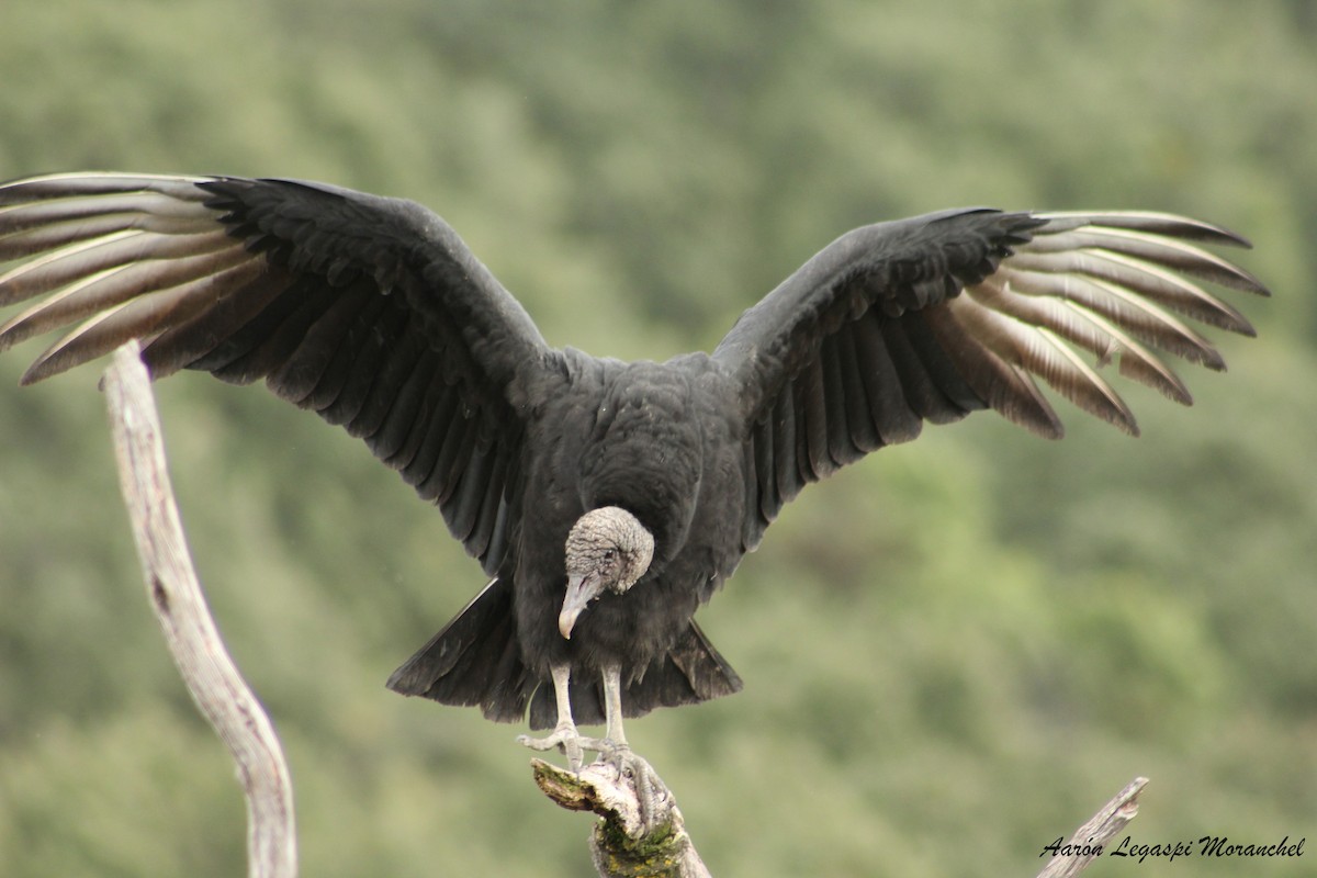 Black Vulture - Aarón Legaspi Moranchel