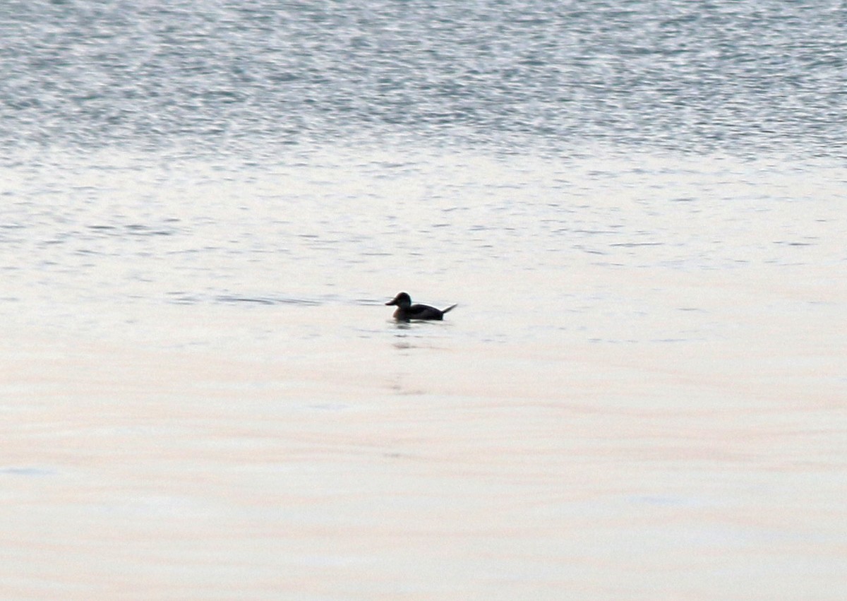 Ruddy Duck - ML187127471