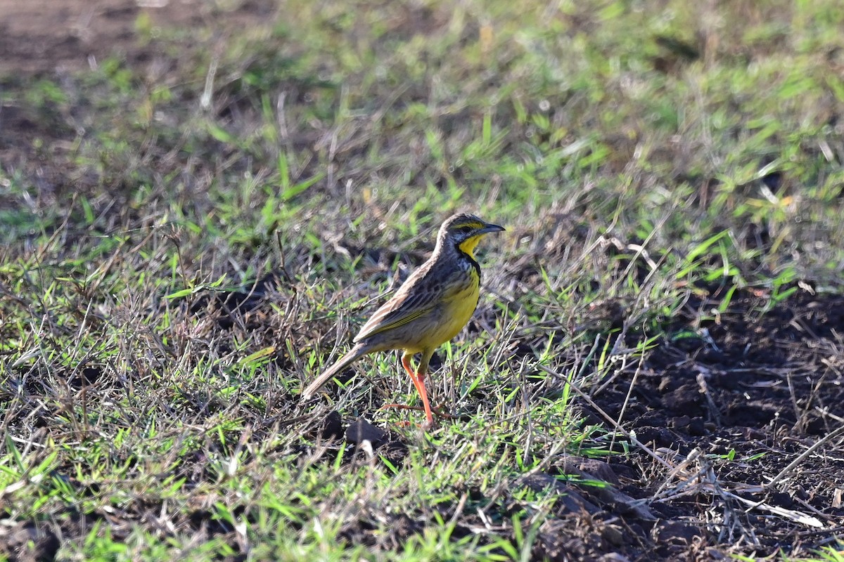 Yellow-throated Longclaw - ML187128011