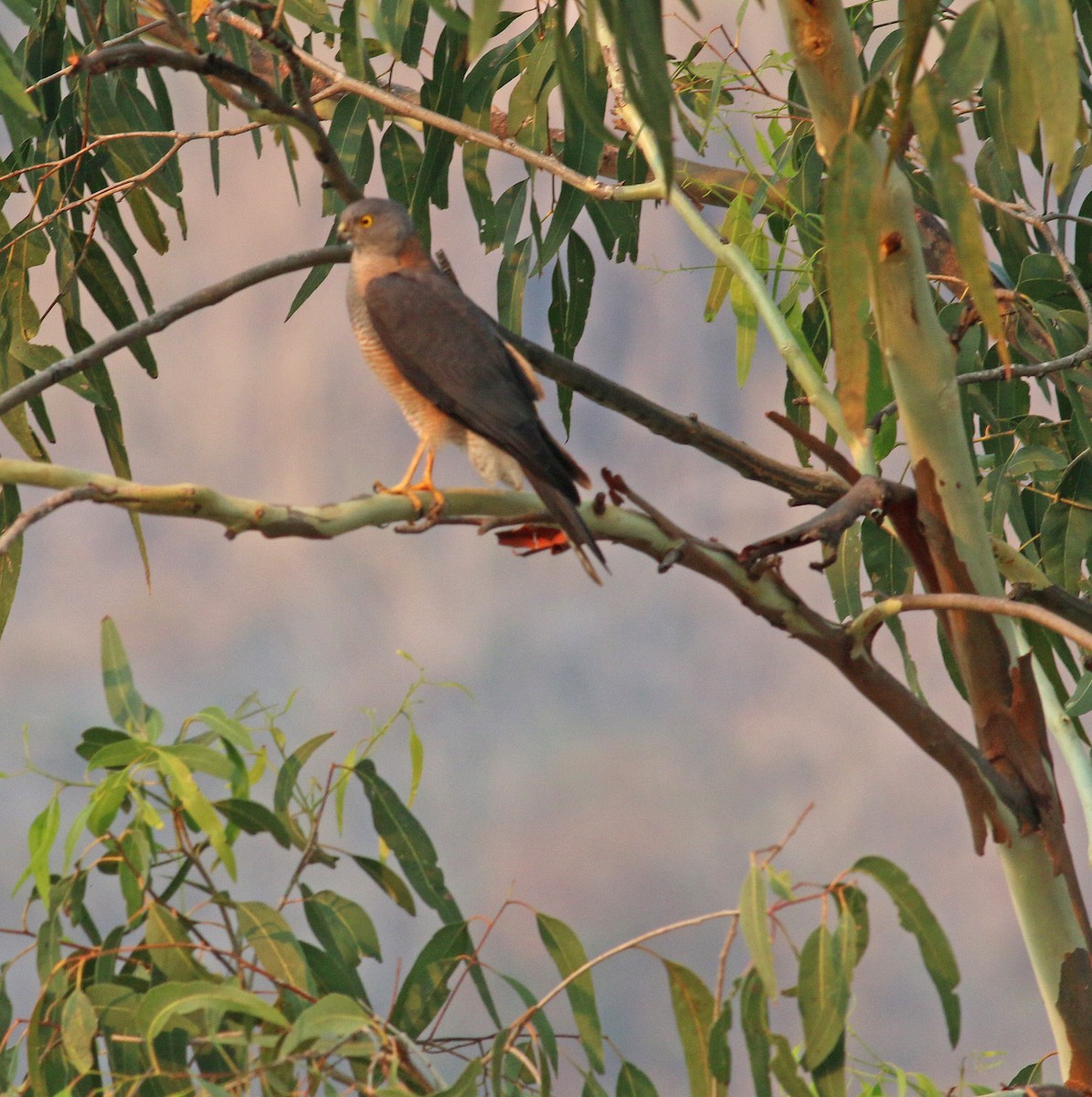 Collared Sparrowhawk - Steve Cunningham