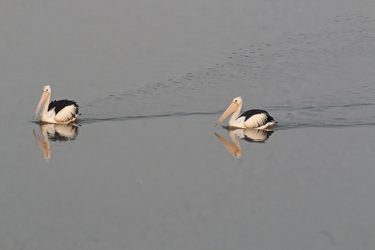 Australian Pelican - Steve Cunningham