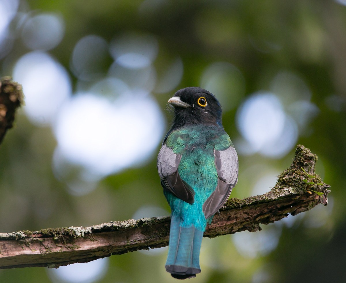 Gartered Trogon - ML187129861