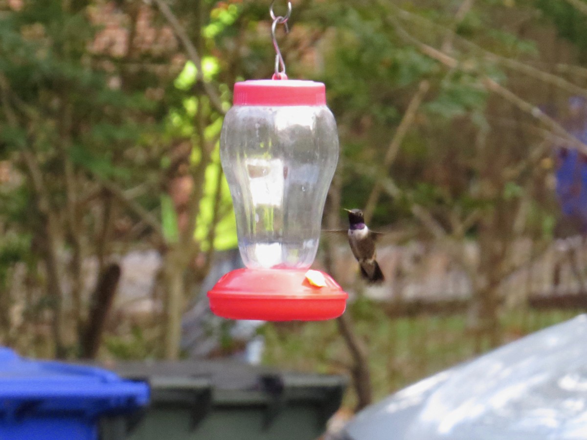 Black-chinned Hummingbird - ML187131051