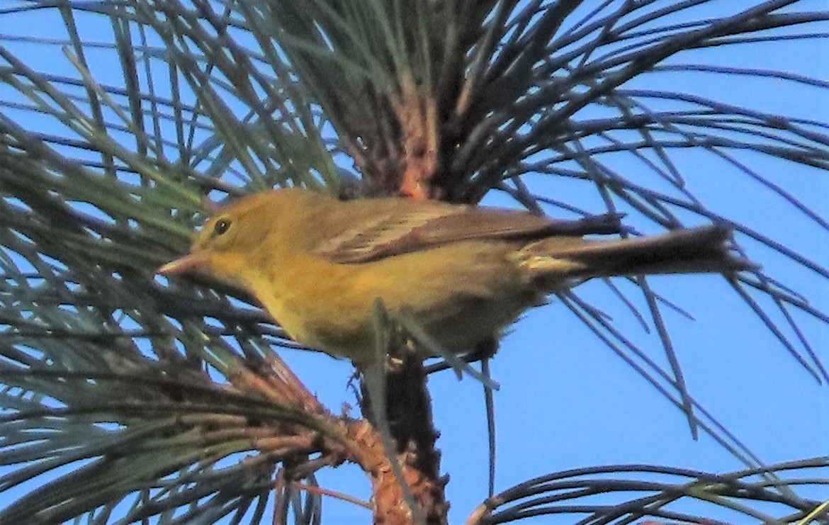 Pine Warbler - ML187131421