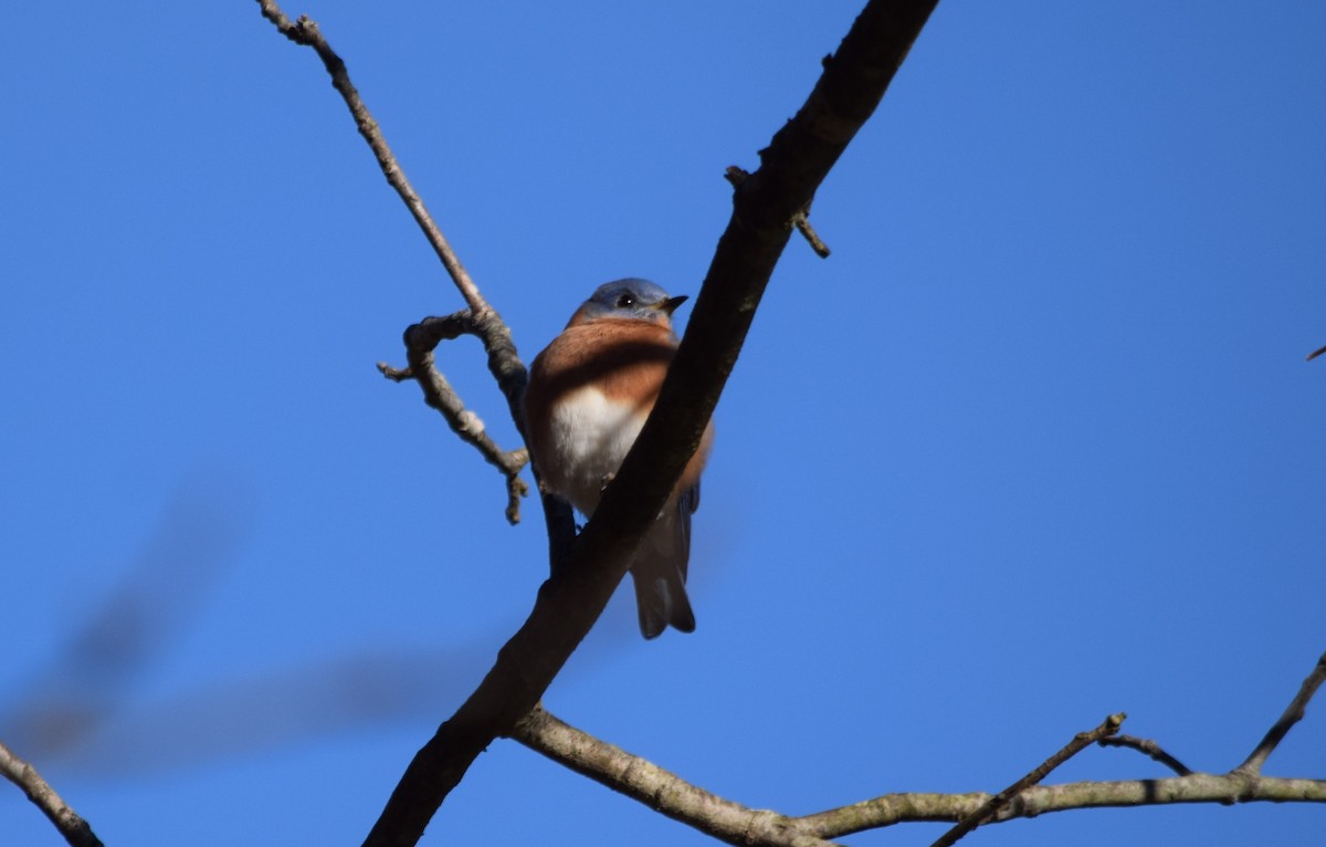 Eastern Bluebird - Anne Mytych