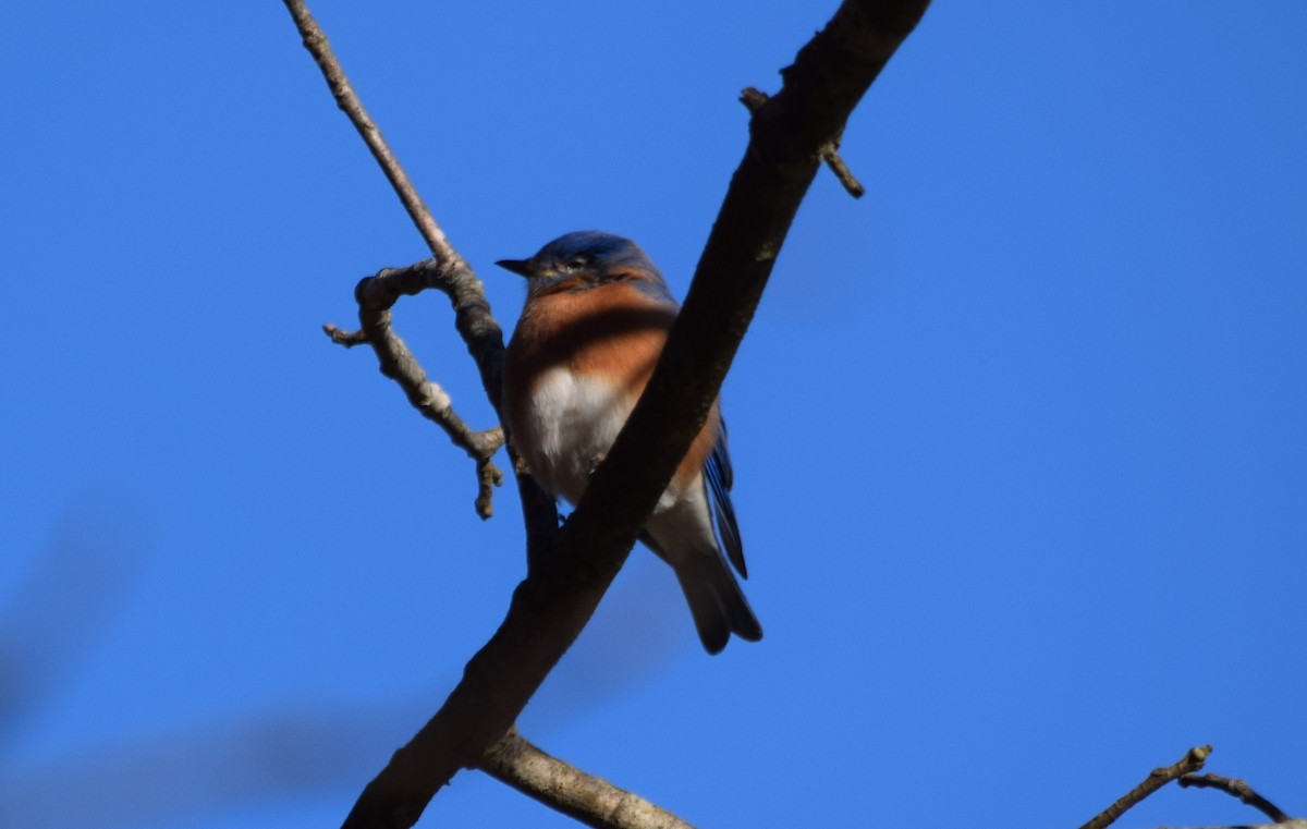 Eastern Bluebird - ML187131541