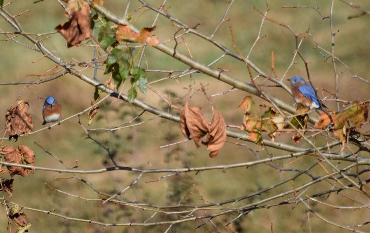 Eastern Bluebird - ML187131611