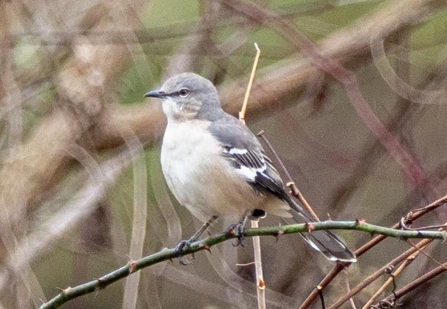 Northern Mockingbird - ML187132301