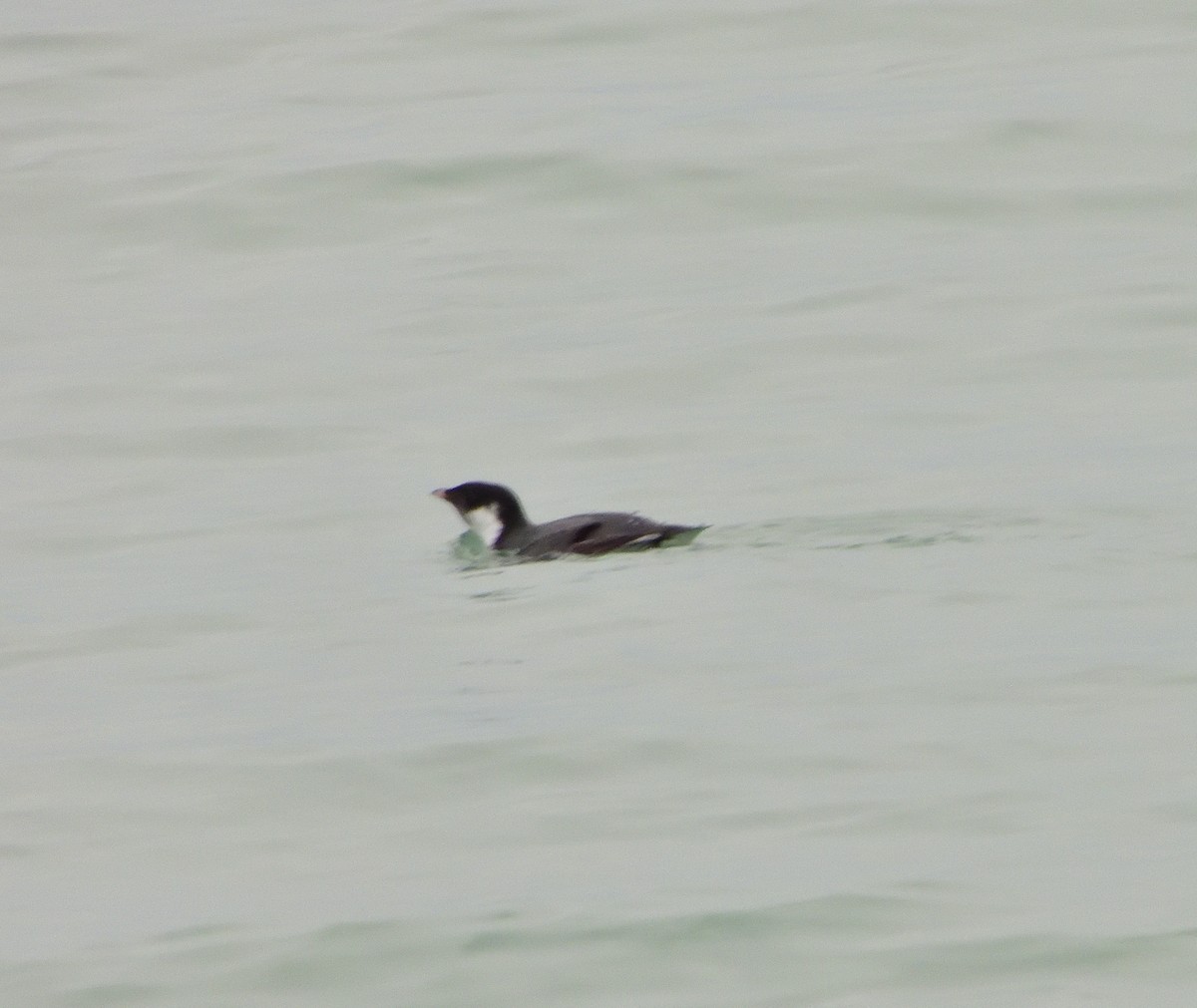 Ancient Murrelet - ML187133901