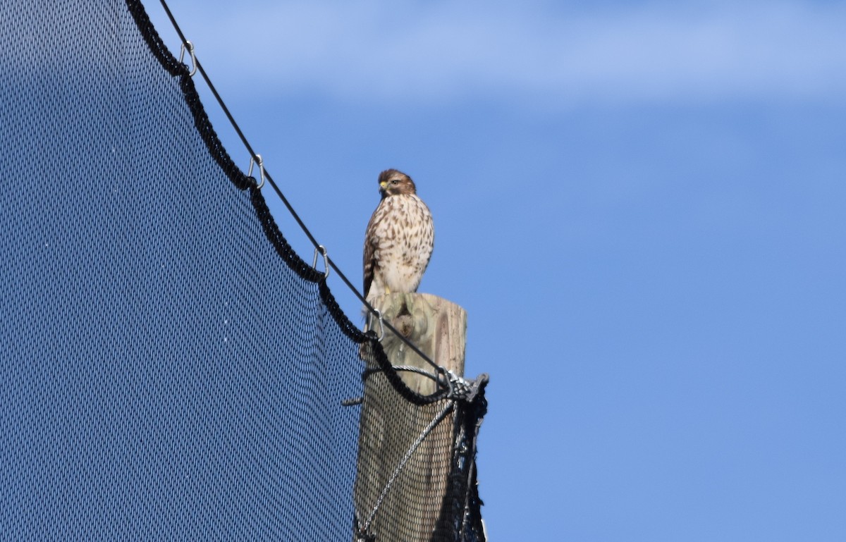 Red-shouldered Hawk - ML187134731