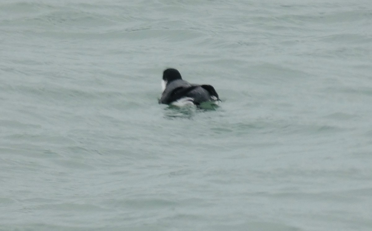 Ancient Murrelet - ML187135081