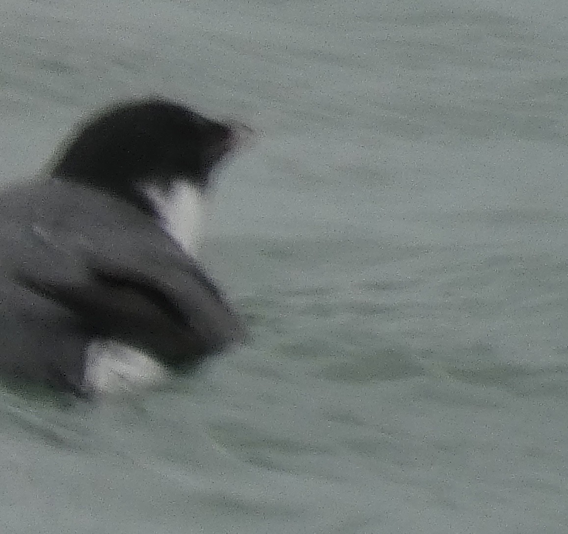 Ancient Murrelet - ML187135091