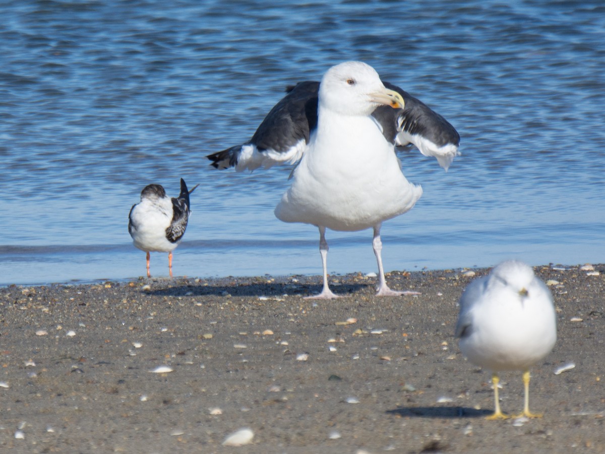 Black Skimmer - ML187135791