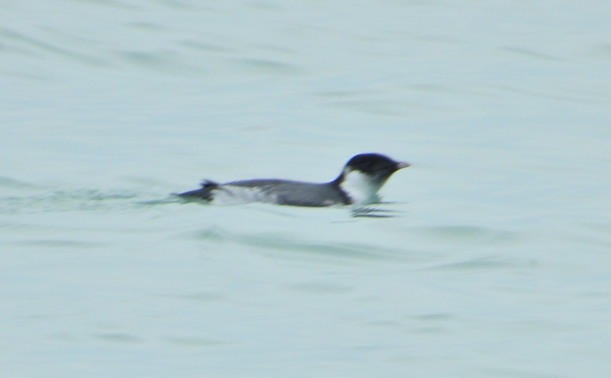 Ancient Murrelet - ML187138531