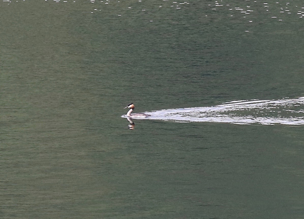 Great Crested Grebe - ML187139801