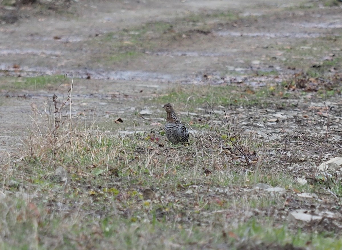 Ruffed Grouse - ML187139951