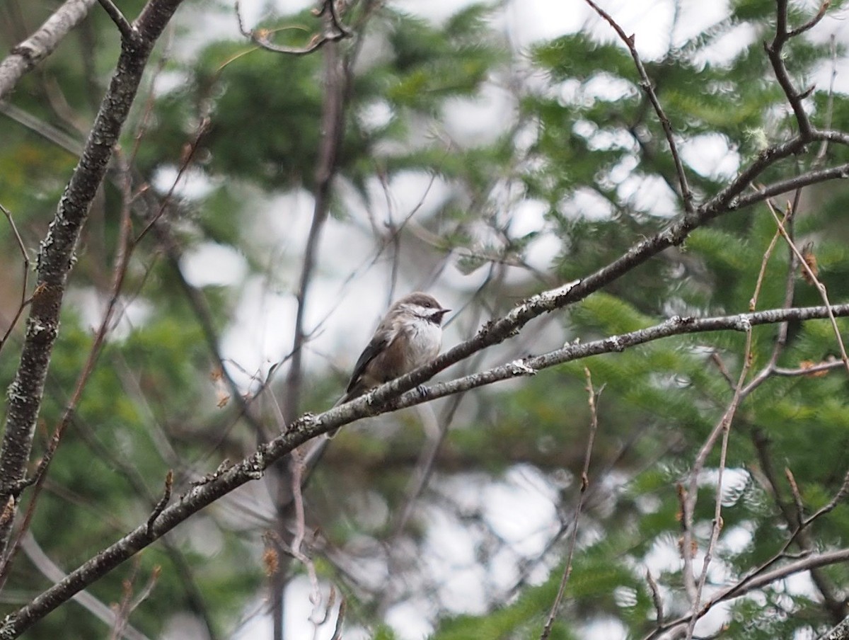 Boreal Chickadee - ML187140051