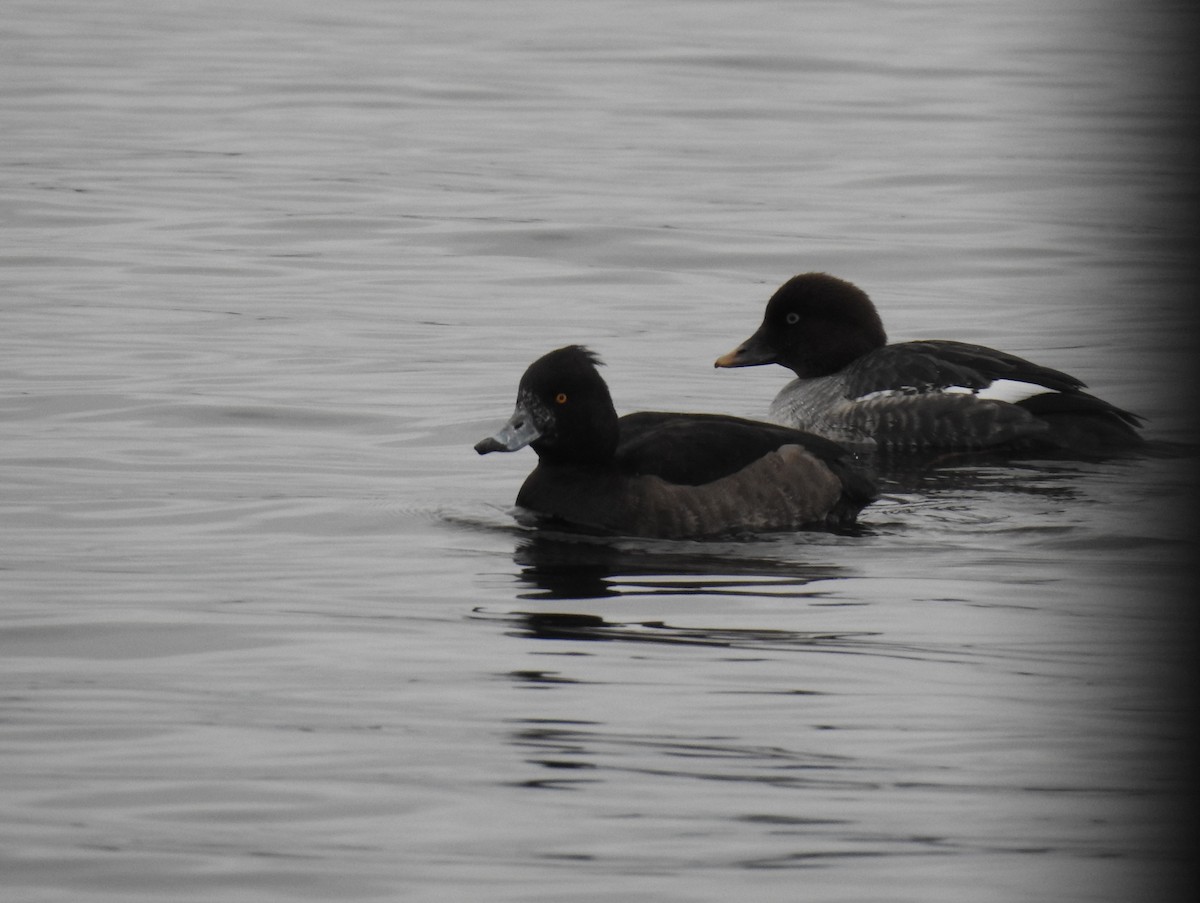 Tufted Duck - Matthew Thompson