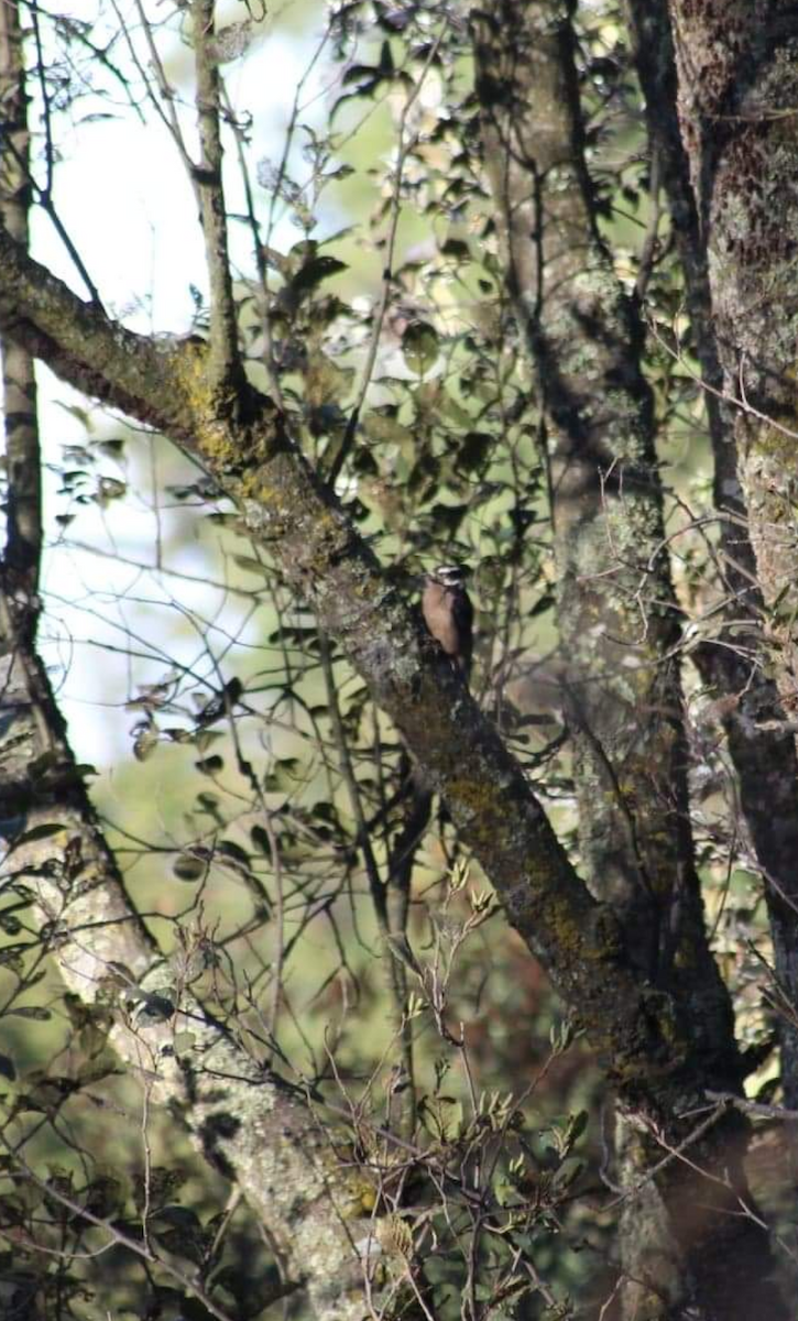 Hairy Woodpecker - Juan Arrieta